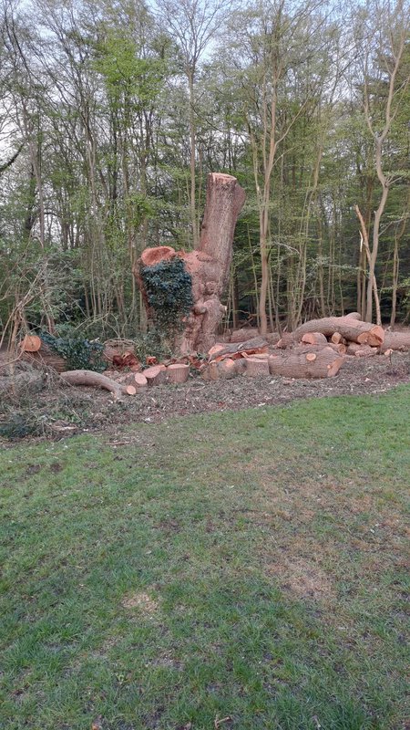 Whitewebbs Oak Tree: Toby Carvery to Fund New Orchard Following Public Outcry