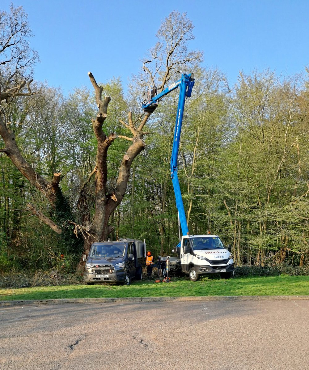 Oak Tree